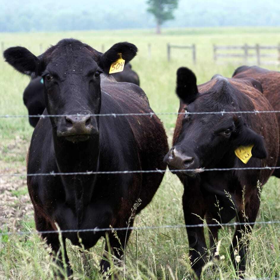 cows-fence